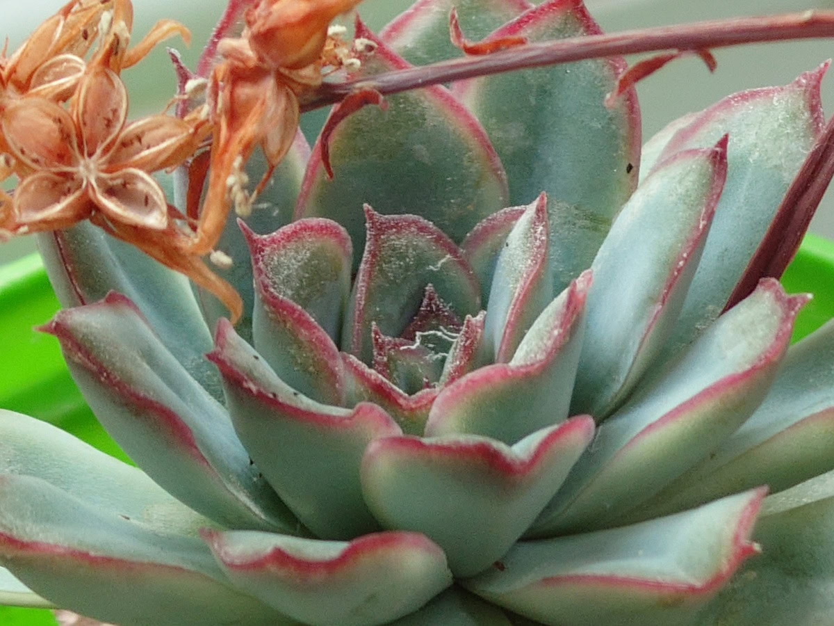 Xperia 1 IV camera sample succulent zoom 10x