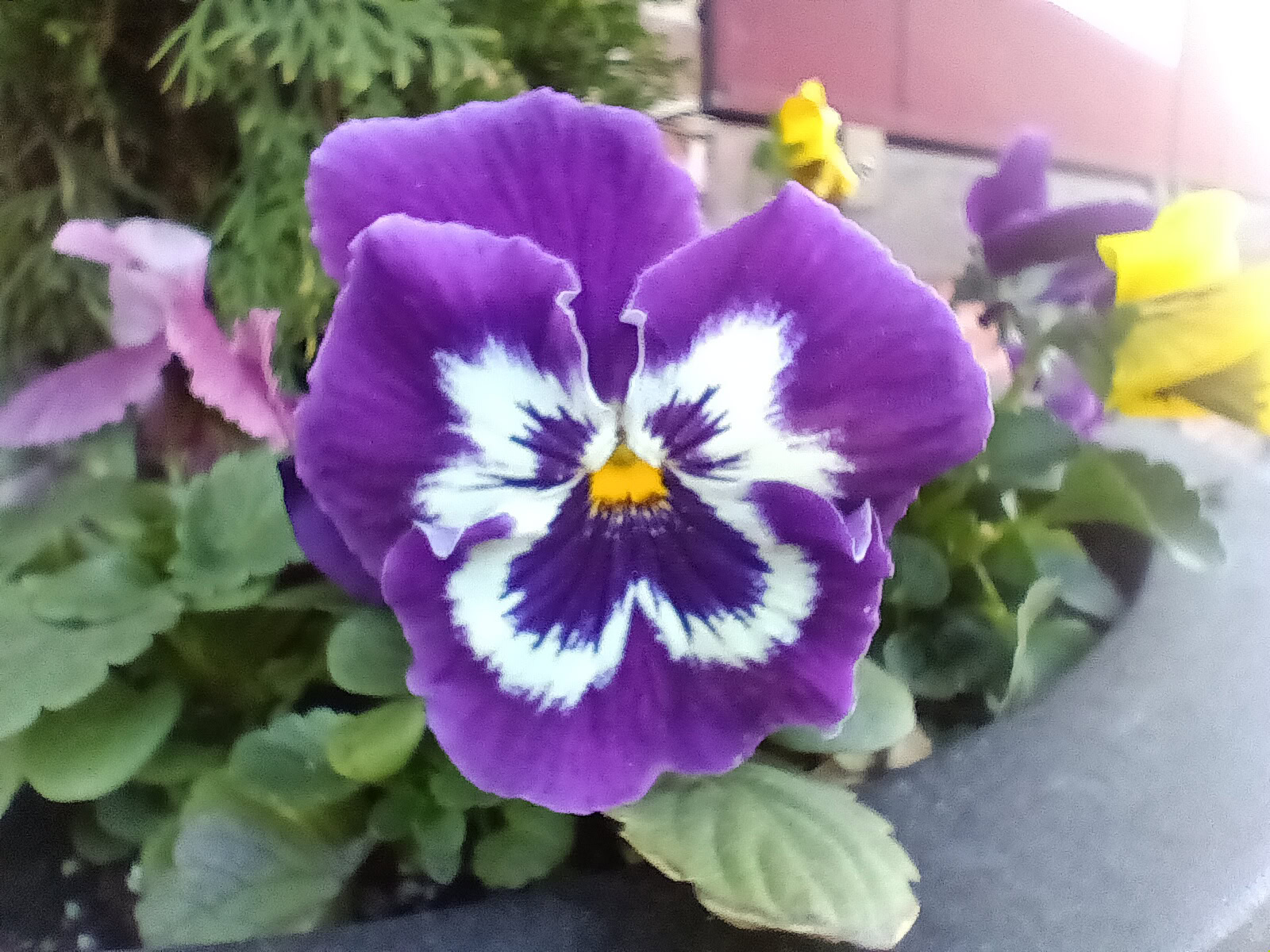 samsung galaxy a14 5g purple flower macro