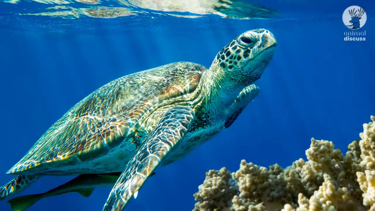 Loggerhead Sea Turtle Overview