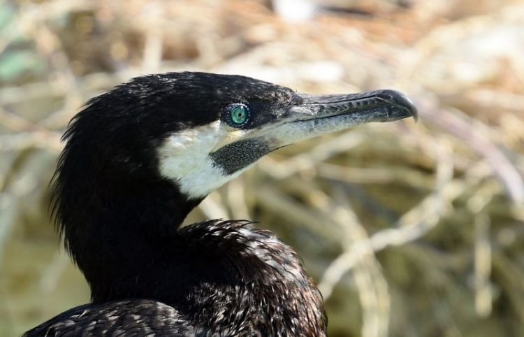 cormorán