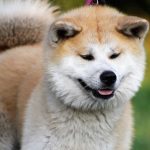 Akita