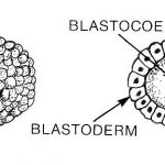 Blastocisto