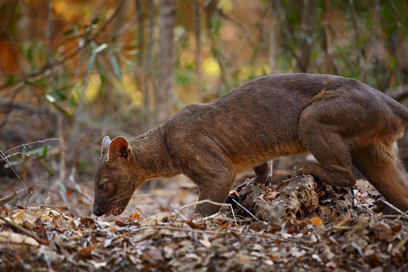 hunting fossa