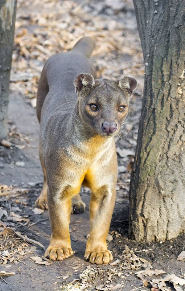 fossa story