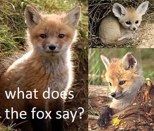 fox facts