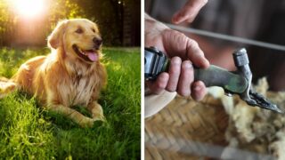 Can You Shear a Golden Retriever With Sheep Shears?