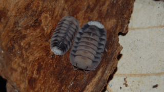 Cubaris Isopods Care