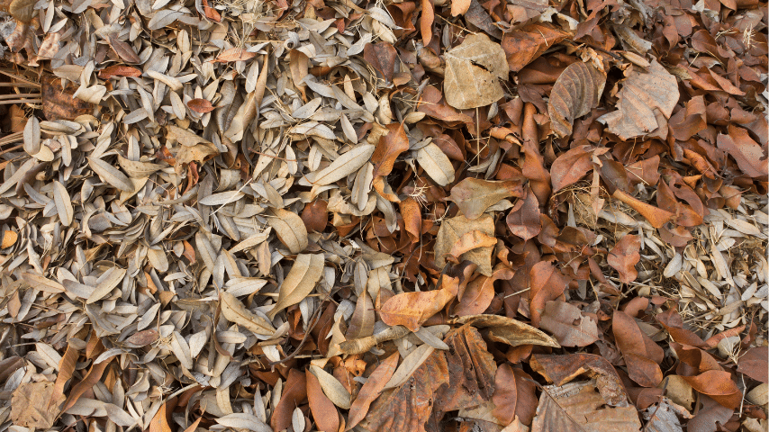 Dried Leaves