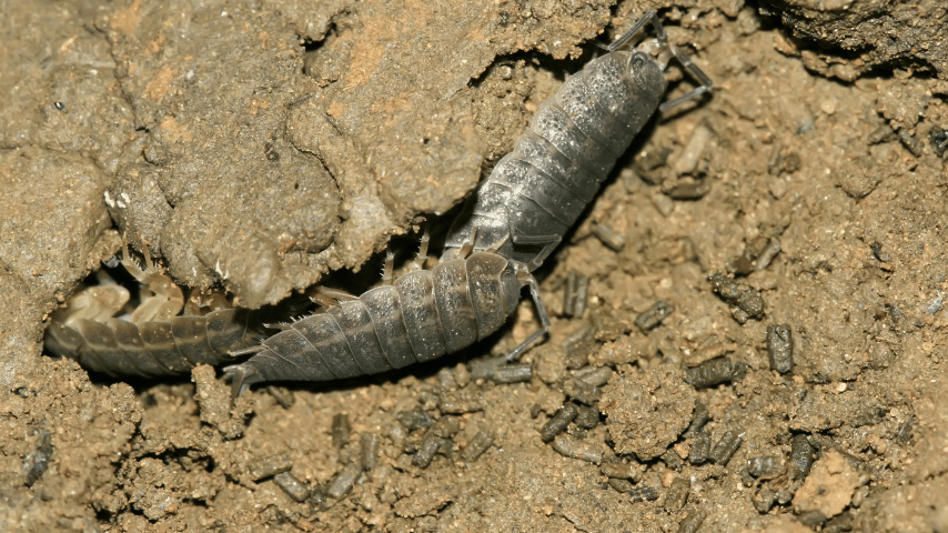 Giant Canyon Isopods