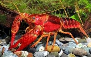 Images of Procambarus clarkii