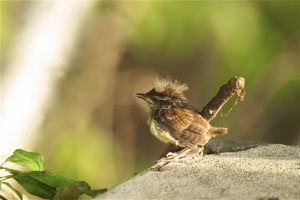 Carolina Wren Baby