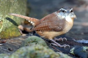 Carolina Wren Bird