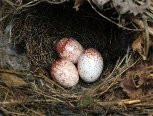 Carolina Wren Eggs