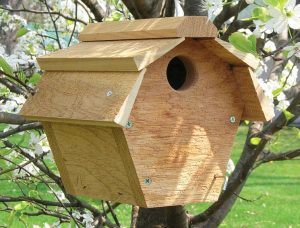 Carolina Wren House