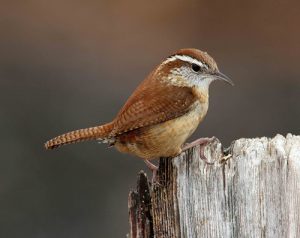 Carolina Wren Photos