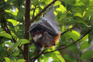 Grey Headed Flying Fox Images