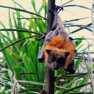 Grey Headed Flying Fox Pictures