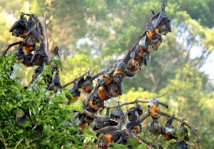 Grey-Headed Flying Foxes