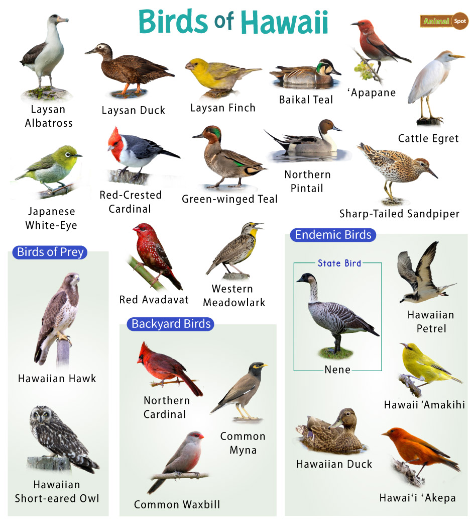 Native Hawaii Birds Deals | senrysa.com