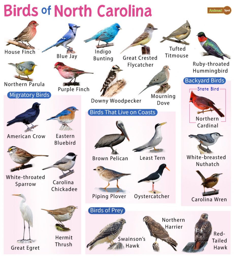 Birds of North Carolina