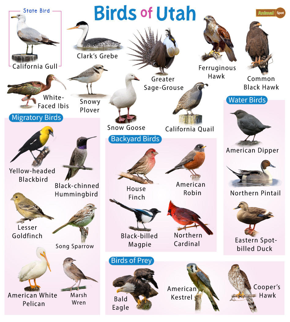 Field Guide Birds Of Utah