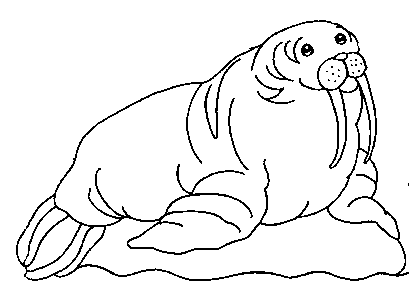 Walrus Coloring Pages For Kids