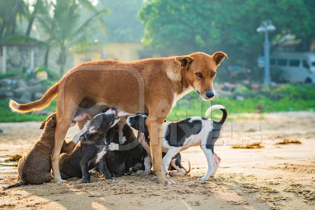 Stray Baby Dogs