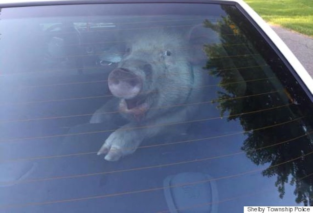 pig police car