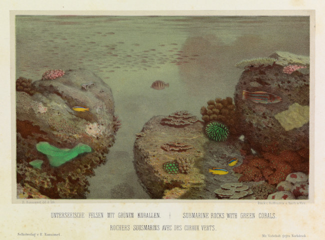 Eugen von Ransonnet-Villez (1838 - 1926) was an Austrian a diplomat, painter, lithographer, biologist and explorer who built a personal submersible and drew what he saw beneath the waves. the sea.