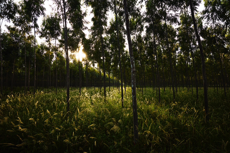 An eye-level view of trees in the Atlantic Forest.