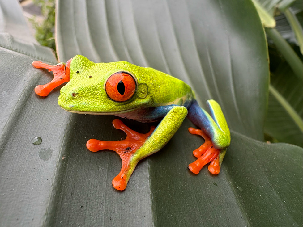 A closeup image of a frog. 