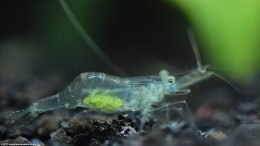 Glass Shrimp Eggs