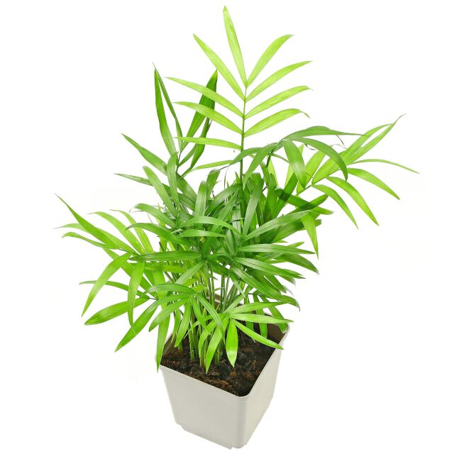 Chamaedorea elegans - Pot L | Aquasabi - Aquascaping Shop