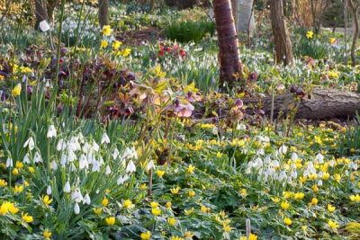 the spring woodland garden.