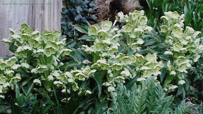  Helleborus argutifolius