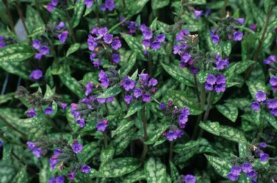 Pulmonaria longifolia