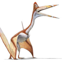 Juvenile Pterosaur Fossil with a Bite Mark Discovered