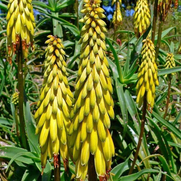 Aloe striatula