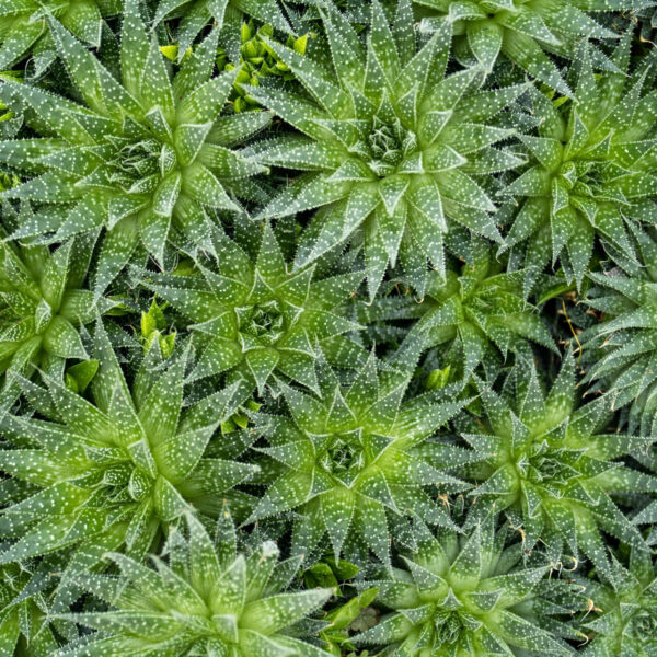 Aloe Aristata