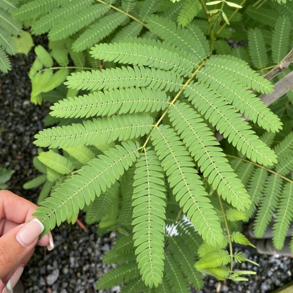 Albizia julibrissin rosea (Silk Tree)