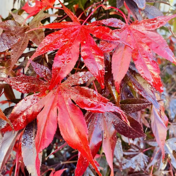 Acer palmatum 'Bloodgood'