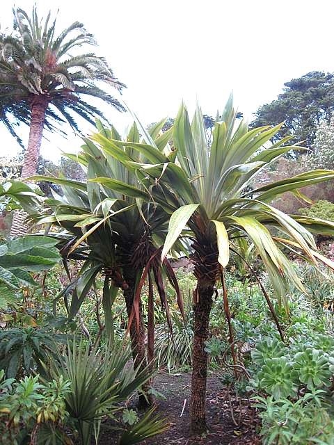 Cordyline indivisa (Mountain Cabbage Tree)