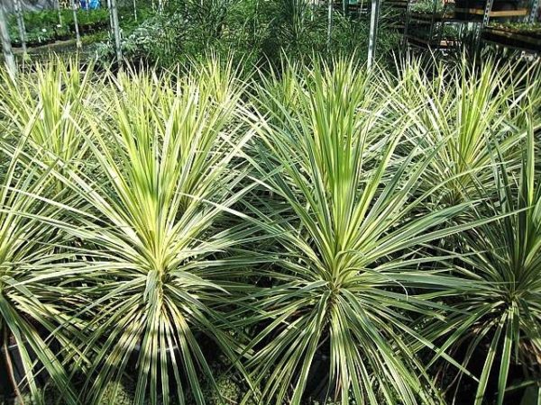 Cordyline australis ‘Albertii’ (Grass Palm)