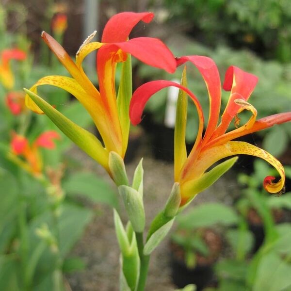 Canna indica