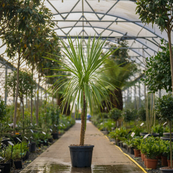 Cordyline australis (Cabbage Tree)