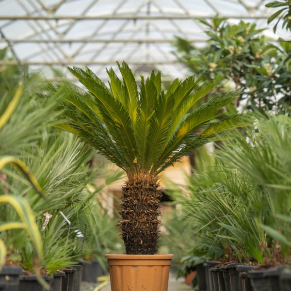 Cycas revoluta (Sago Palm)