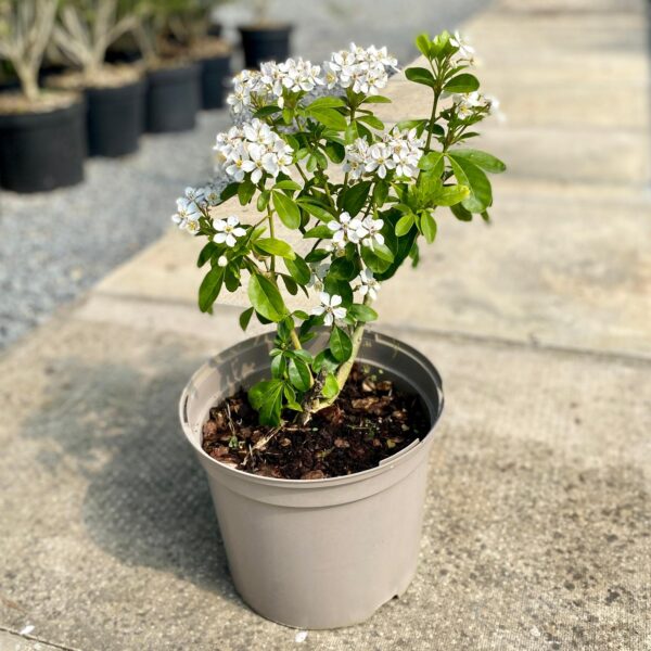 Choisya ternata (Mexican Orange Blossom)