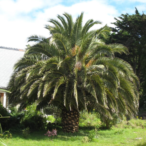 Phoenix canariensis (Canary Island Date Palm)