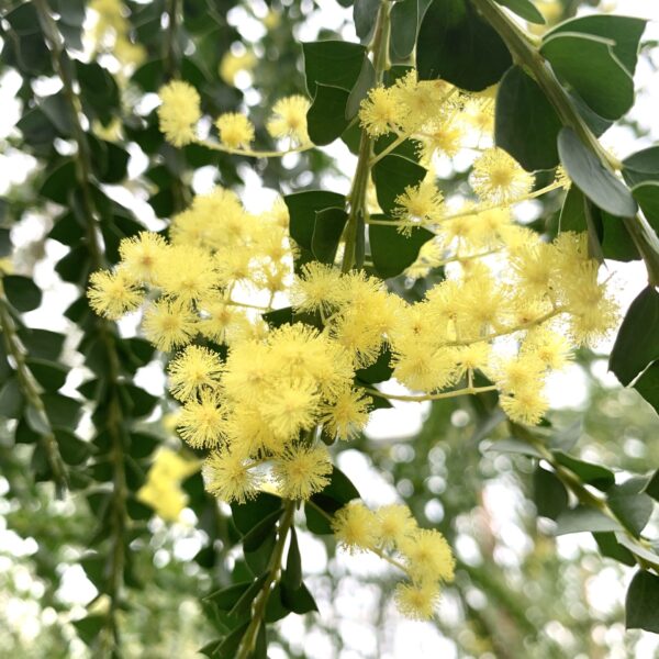 Acacia Pravissima