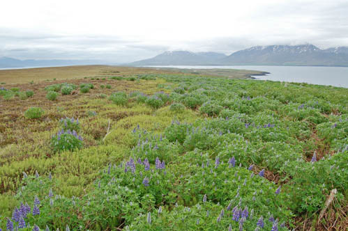 Lupin in Iceland. Photo: Sigurður H. Magnússon